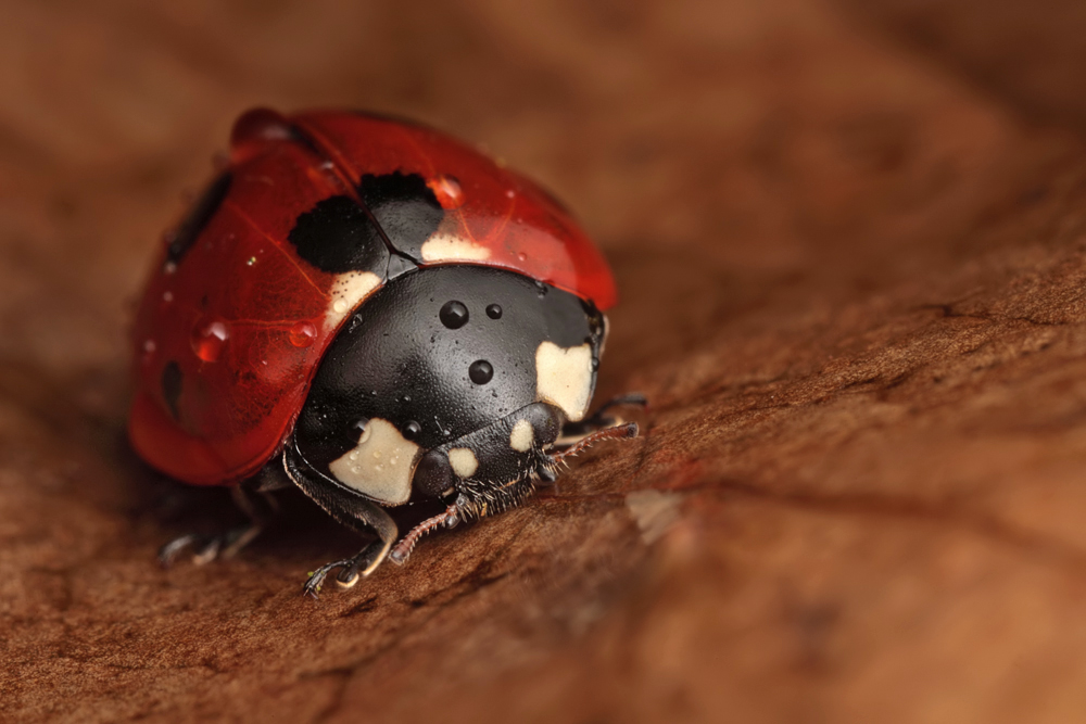 Seven Spot Ladybird 1